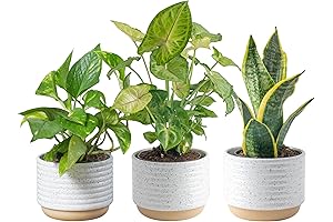 Costa Farms Live Plants: Your Indoor Greenery Oasis