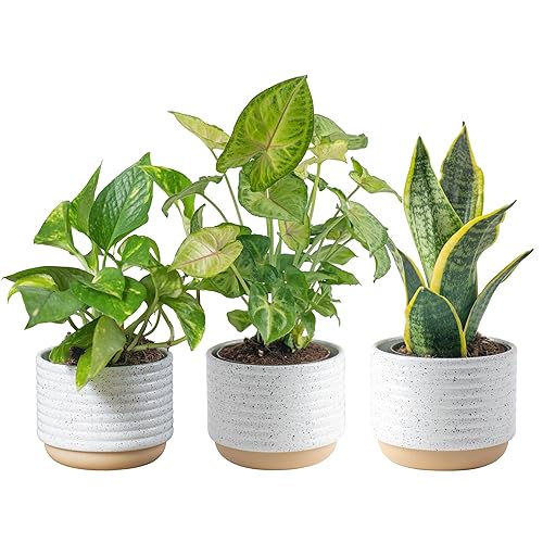 Costa Farms Live Plants (3 Pack), Easy to Grow Real Indoor Houseplants, Air Purifying Plants, Grower's Choice in Home Décor Indoors Plant Pots, New House Gift or Room Décor - Clean Air Houseplants - 8-10 Inches Tall - Indoor Garden Plant Pot (3-Pack)