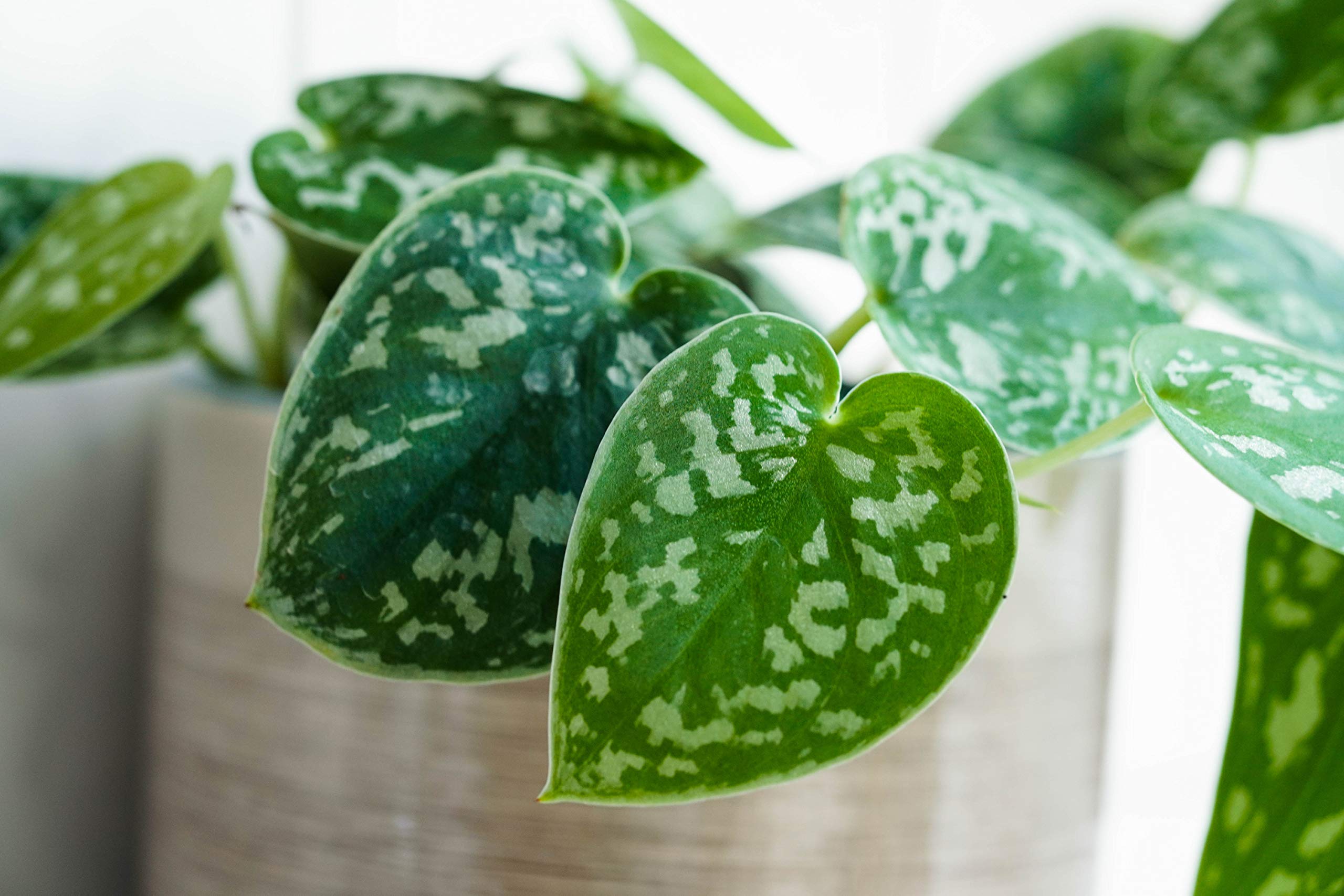 Scindapsus Epipremnum (Efeutute) – 3 Pflanzen Im 12 Cm Topf, Pflegeleicht, Luftreinigend, Für Zimmer & Büro