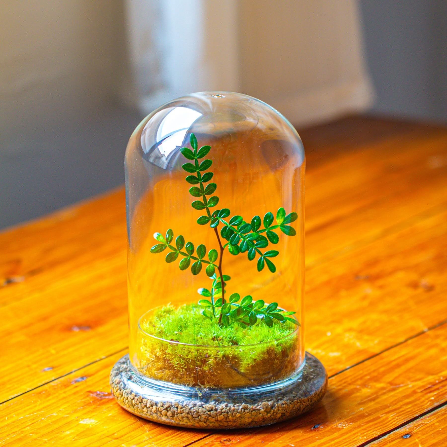 NCYP Dekorative klare Glaskuppel mit Luftloch, 15x21cm, Glasglocke mit Boden Heimtisch Display Glas Terrariumbehälter für Blumen Tafelaufsatz (Nur Glaskuppel)