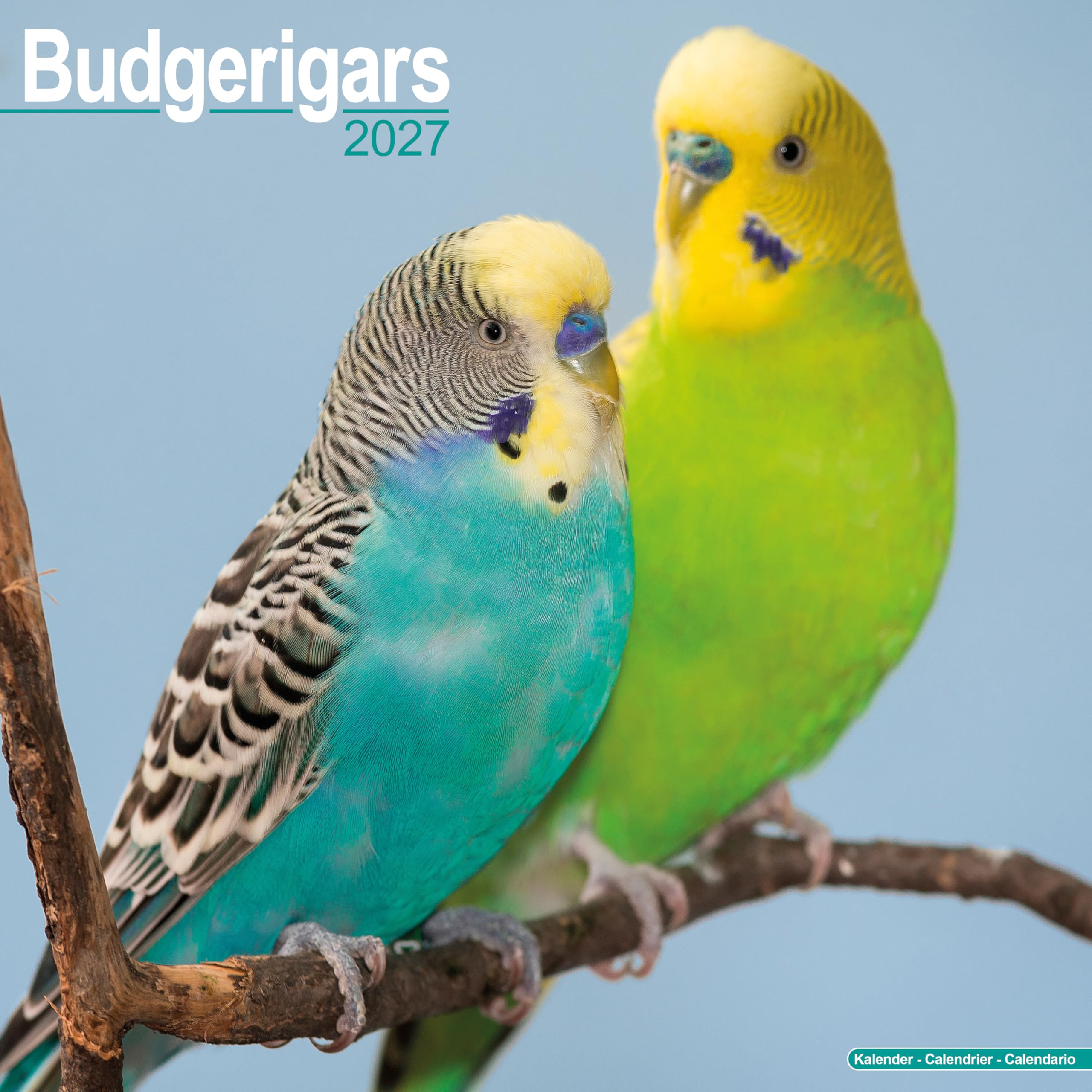 Budgerigar 2027 Calendar | Square Wall Calendar | Bird Gift | Plastic Free Packaging | by Avonside Publishing