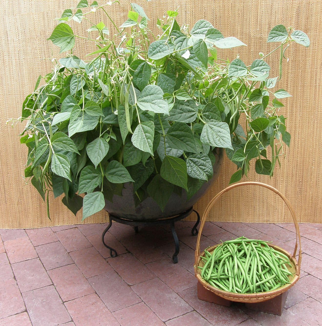Dwarf Climbing French Bean Plants Grow Your Own Vegetables Pack of 3 Garden Ready Plants in 10.5cm Pots