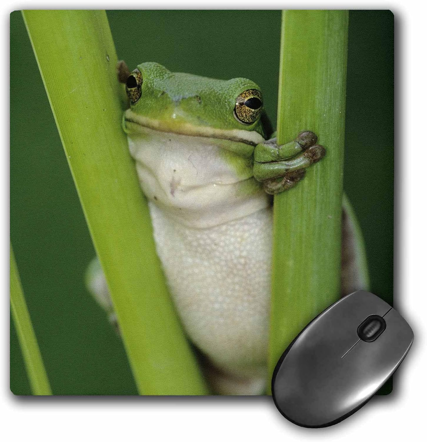 3dRose LLC 8 x 8 x 0.25 Green Treefrog Lake Corpus Christi Texas Rolf Nussbaumer Mouse Pad (mp_84524_1)