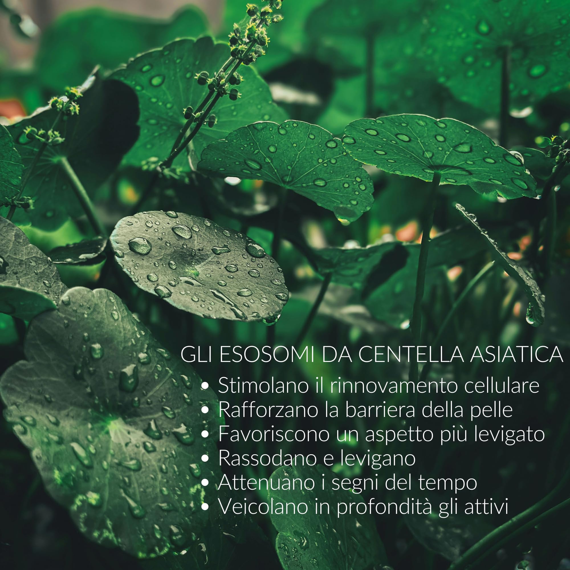 Exosome Aura Serum - Siero Viso Esosomi Pro-Age con Acido Ialuronico e Centella Asiatica per la Skincare Quotidiana - Effetto Rimpolpante Immediato - 30 ml