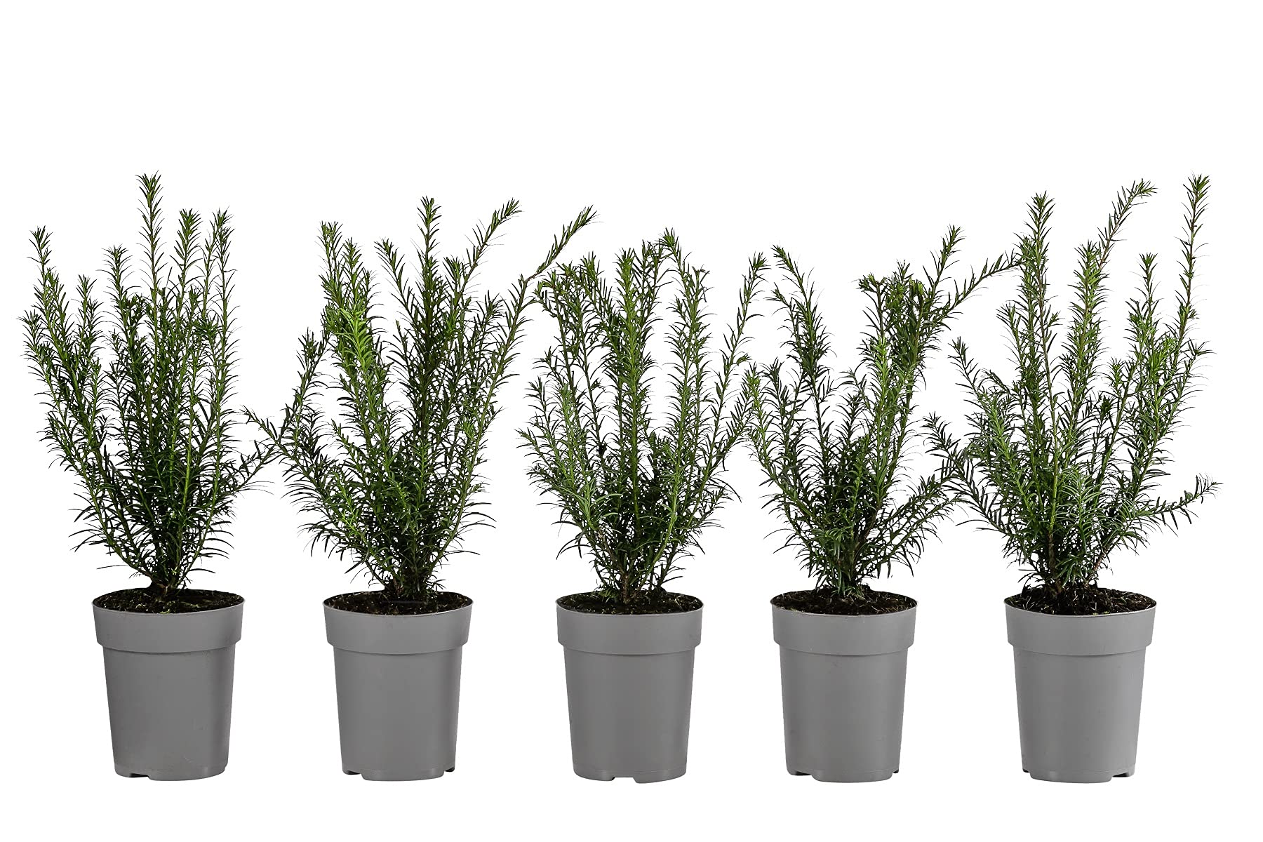 Dehner Europäische Eibe, für 1 Meter Hecke, ca. 30 cm, 5 x 2 l Topf