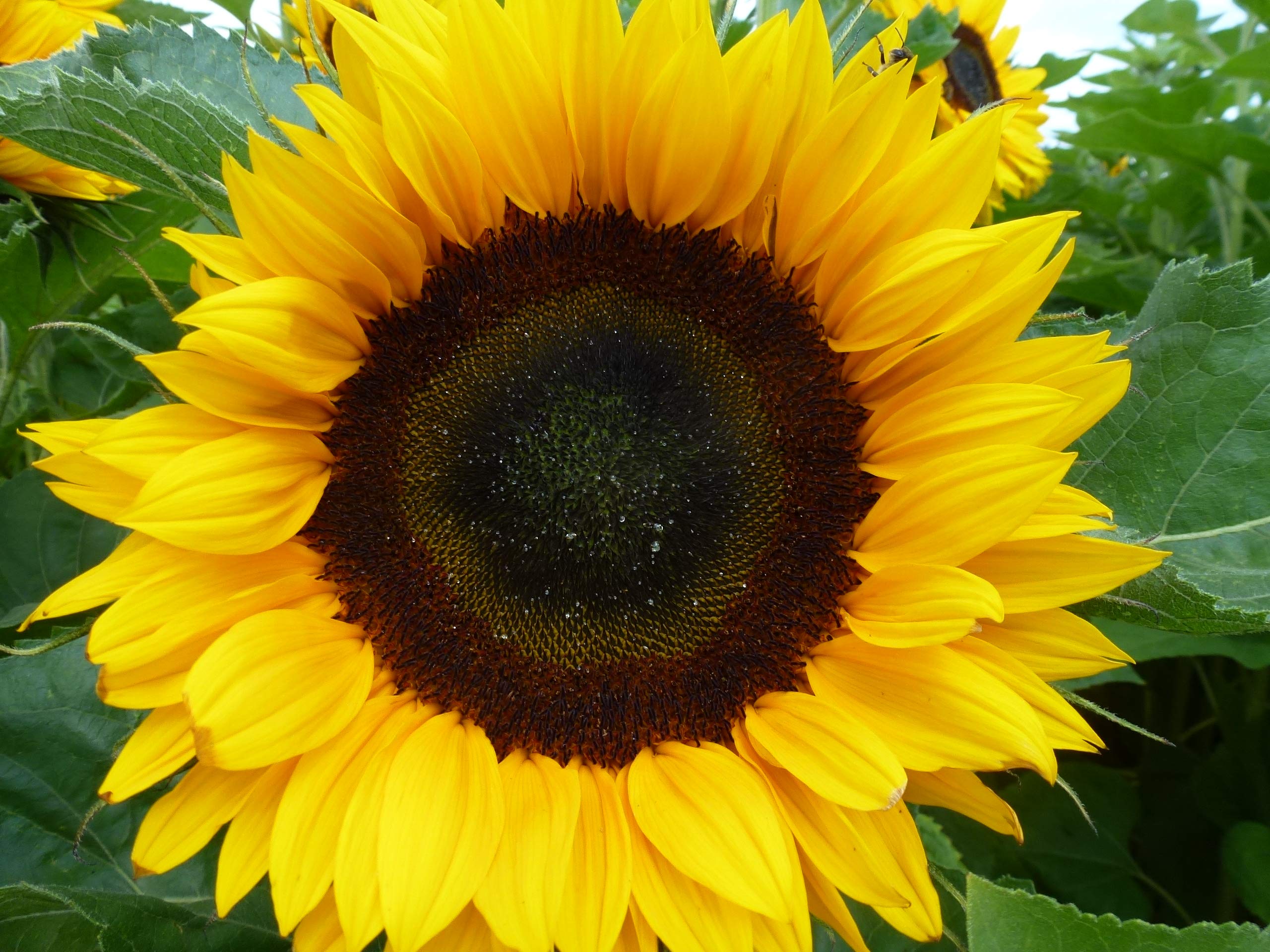 Sonnenblumen Samen Sunrich Orange Schnittsonnenblume 1000 Korn