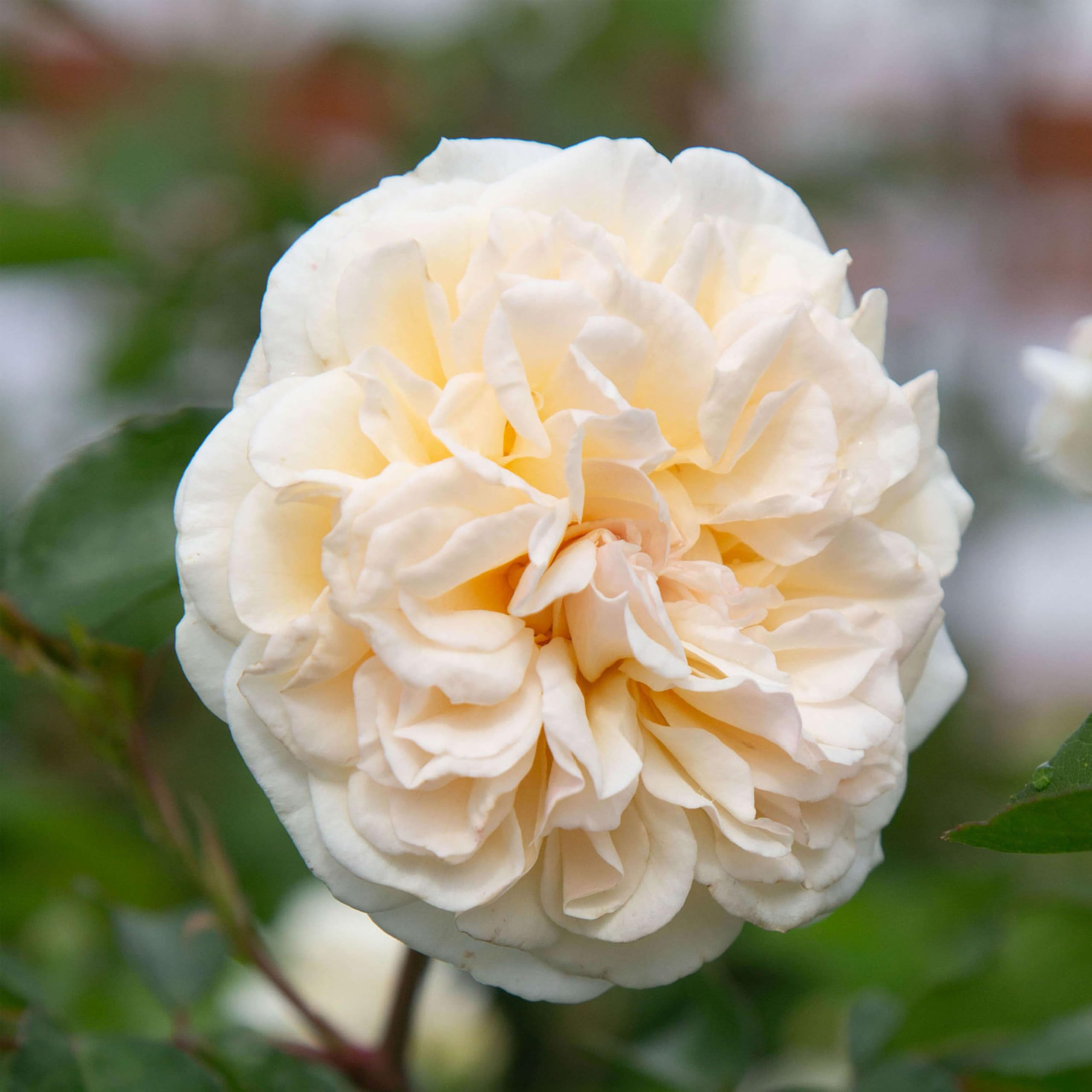 Heirloom Climbing Roses Wedding Garland