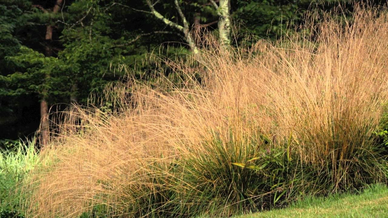 Stauden Gänge 10 x Deschampsia cespitosa 'Tauträger' Rasenschmiele | Winterhartes Ziergras für Sonne bis Halbschatten, Blüte JJuni bis Oktober, mehrjährig, 1 L Topf (11x11 cm)