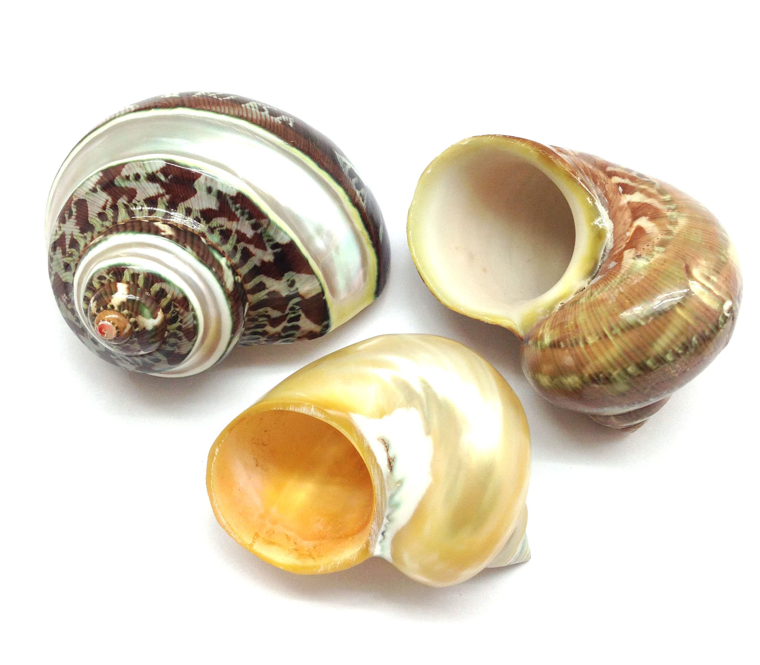 PEPPERLONELY 3 PC Natural Large Mixed Turbo Sea Shells, Hermit Crab Shells, 2 Inch ~ 3 Inch