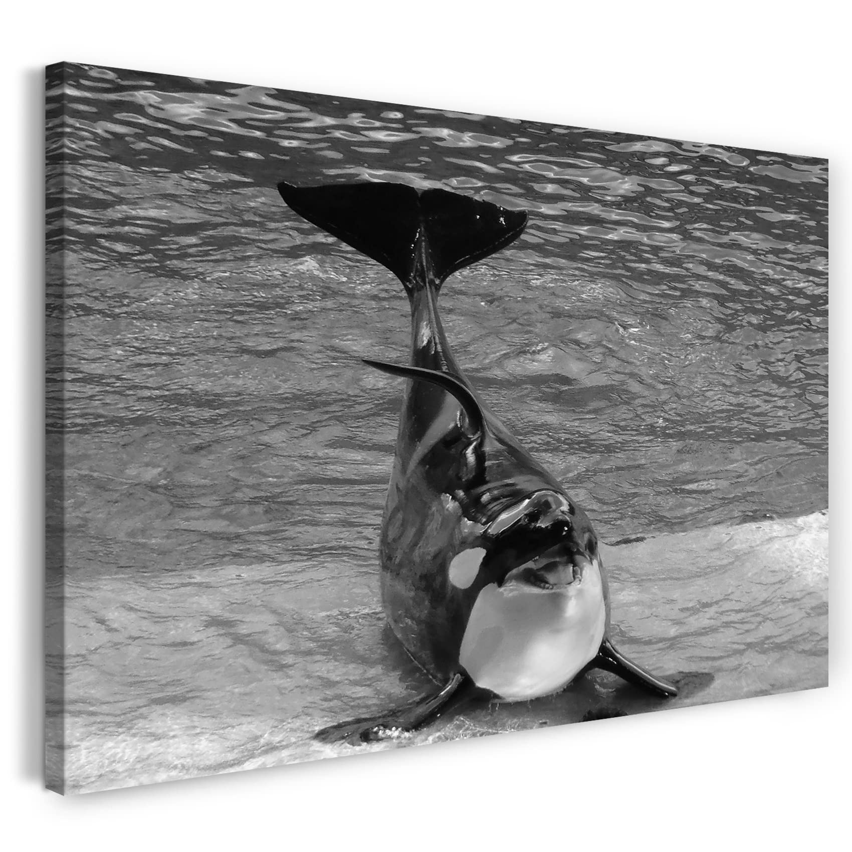 Printistico Stampa su Tela (120x80 cm) Orca assassina, mare sottomarino, sorriso dolce, bianco e nero, foto di animali, fotografia naturalistica, telaio in vero legno con gancio