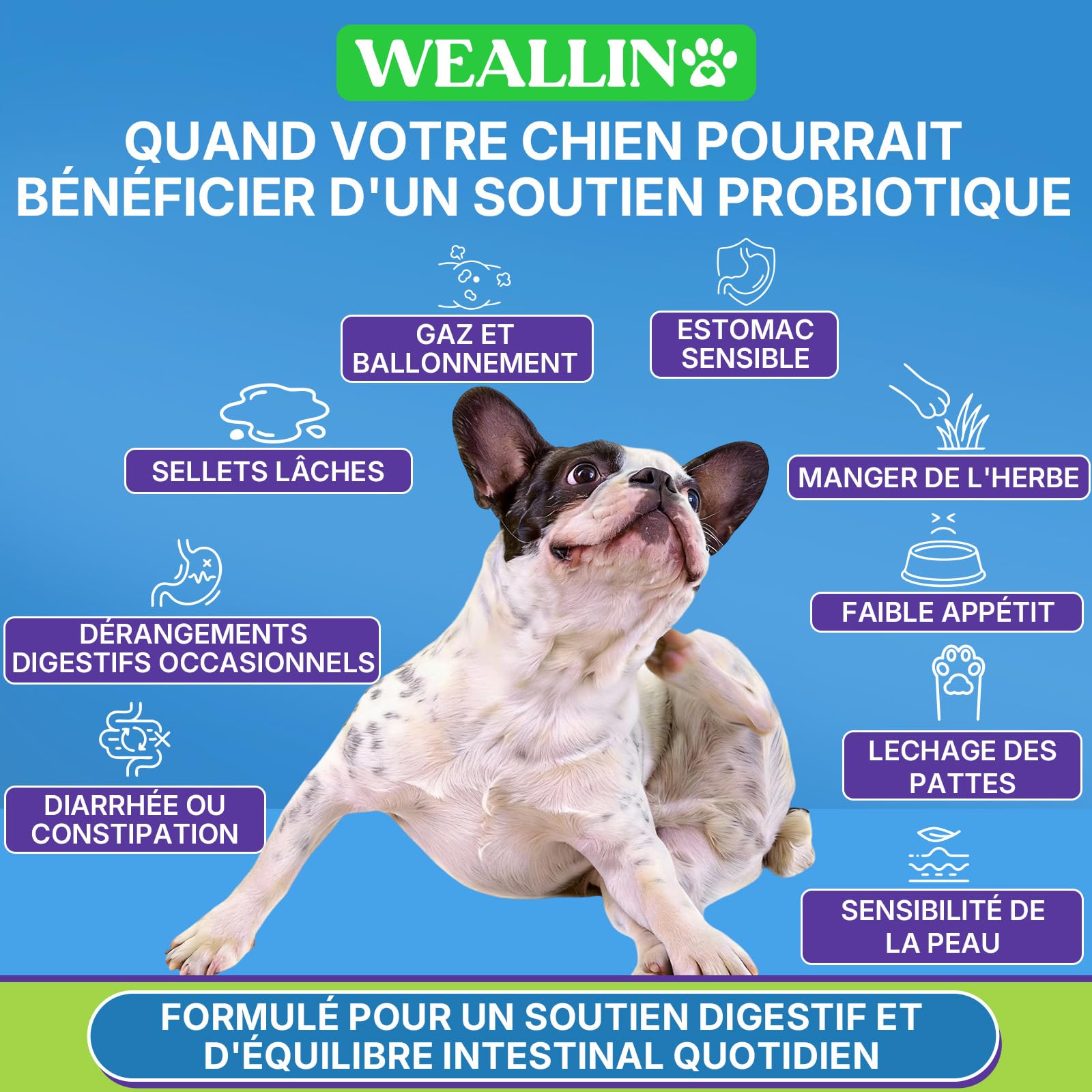 WEALLIN Probiotiques pour Chiens, Prébiotiques pour la Santé Intestinale – Soutient la Santé Digestive et l’Absorption des Nutriments – 200 Bouchées Moelleuses Qui Soutiennent la Santé de la Peau