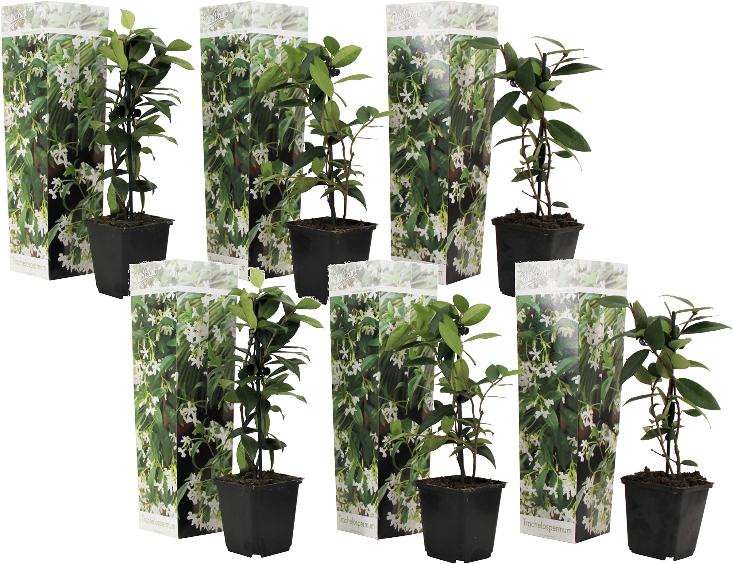 Plant In A Box - Trachelospermum Jasminoides