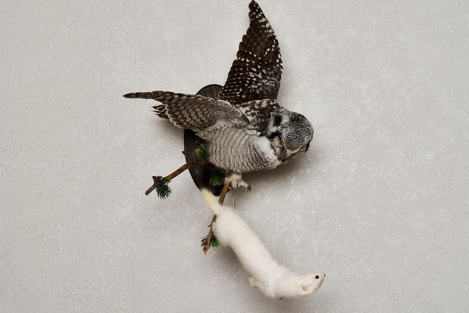 Taxidermy Mount ST9003