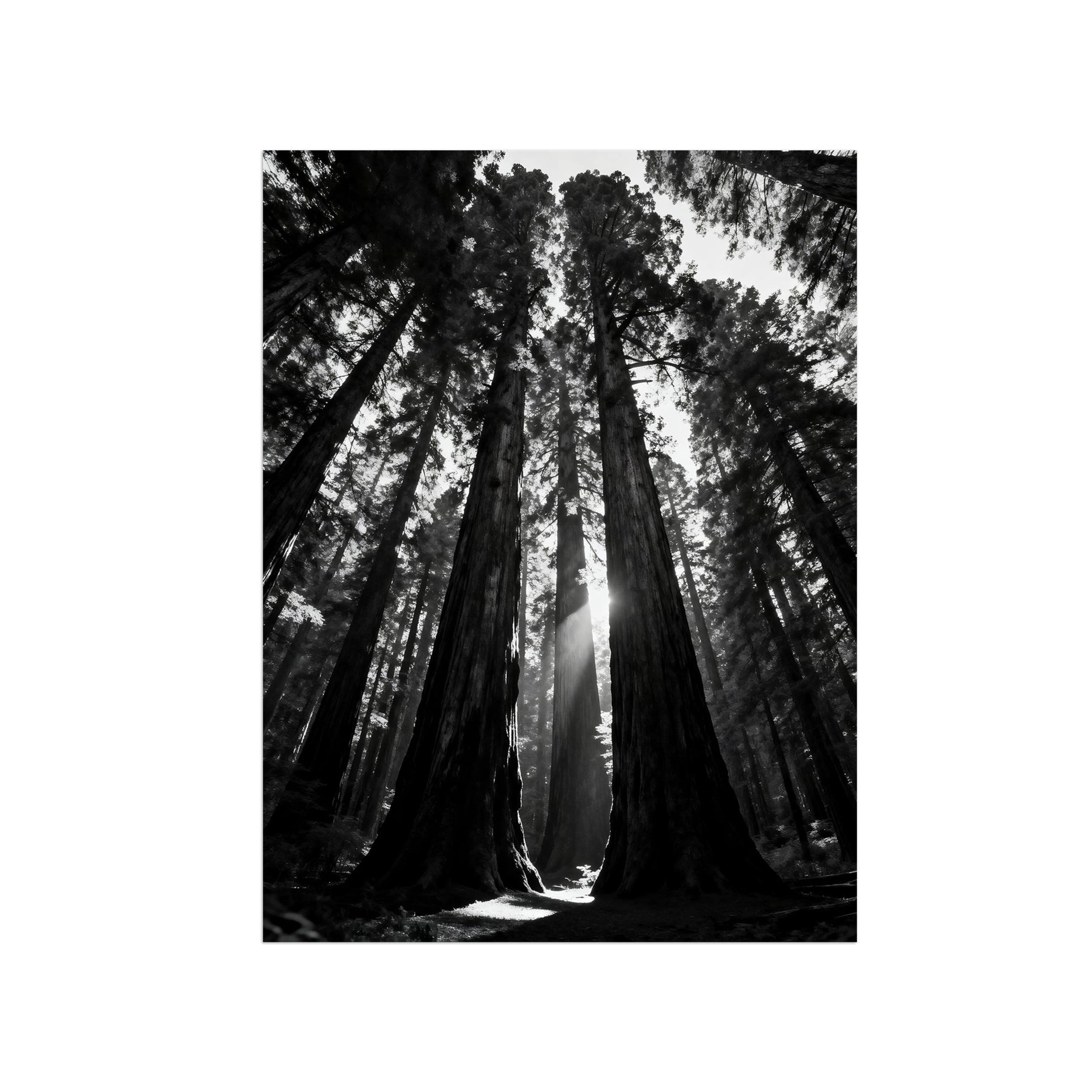 OZPWBVY Black and White Landscape Print Painting-Forest Tree 11-Minimalist Canvas Wall Art Picture for Home Decor 16x20in 40x50cm Unframed