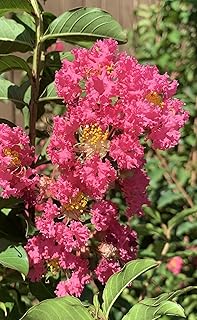 Tuscarora Crepe Myrtle Trees - Pink Blooms - Quart Containers - FIBROUS Root System - Grown by Crape Myrtle Guy - Live Plants (6)