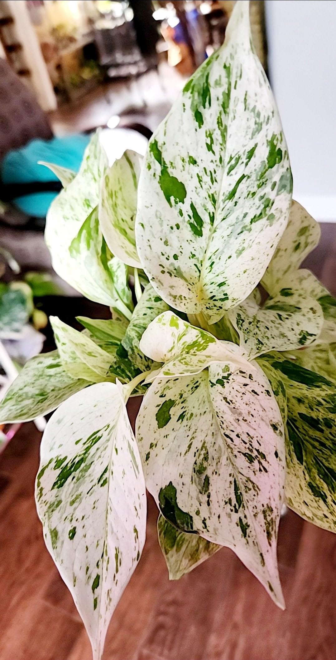 1 MARBLE QUEEN PLANT POTHOS HYBRID ORGANIC INDOOR OUTDOOR GARDEN LIVE MONEY PLANT (B0D1H97L9F) Amazon Price History, Amazon Price Tracker