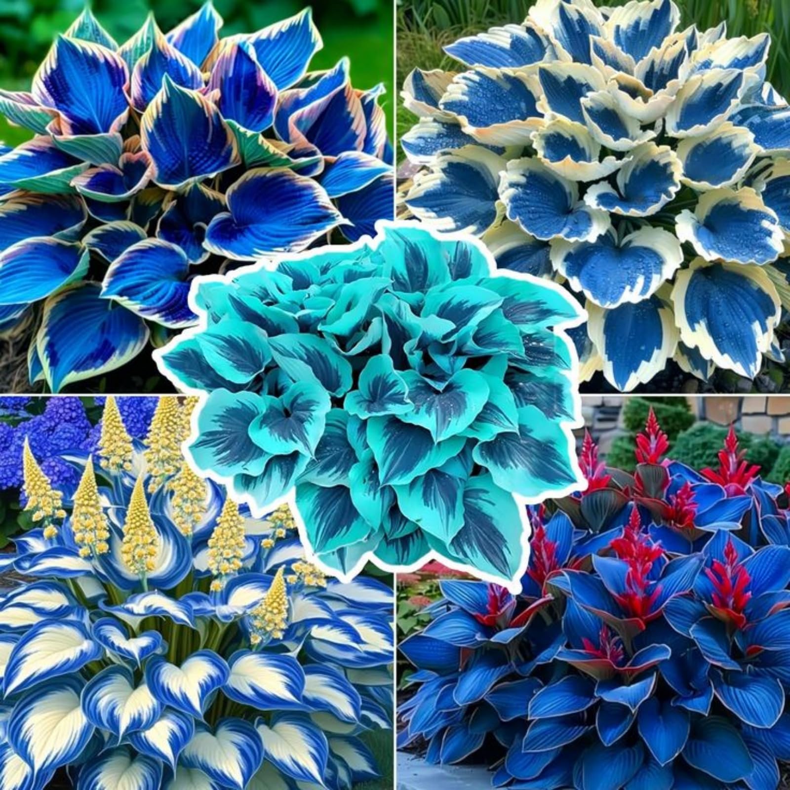Imperial Hosta Bulbs in Bulk - Hardy Perennial, Timeless Elegance & Breathtaking Blooms, Perfect for Stunning Garden Displays-6 Bulbs-A
