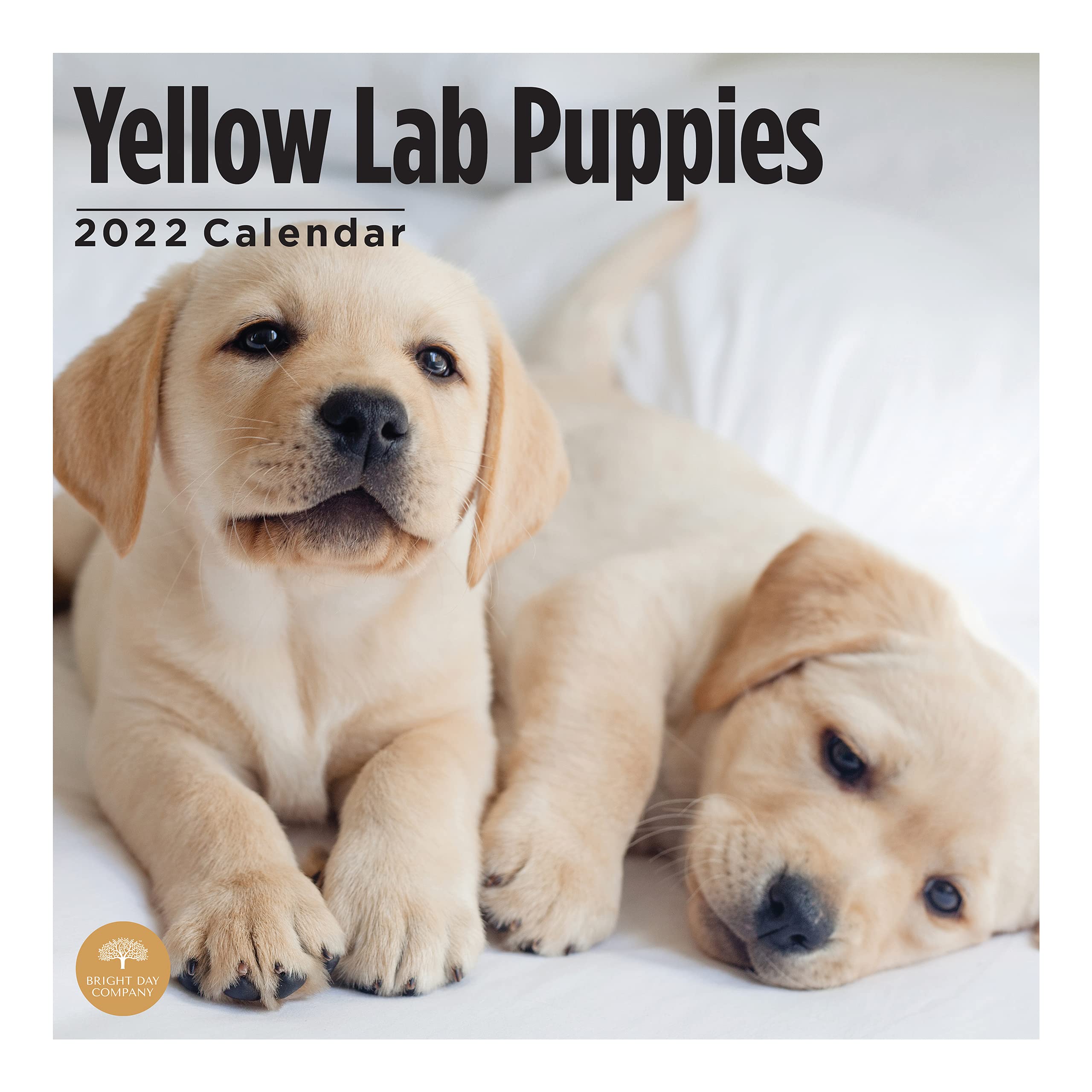 2022 Yellow Lab Puppies Wall Calendar by Bright Day, 12 x 12 Inch, Cute Dog