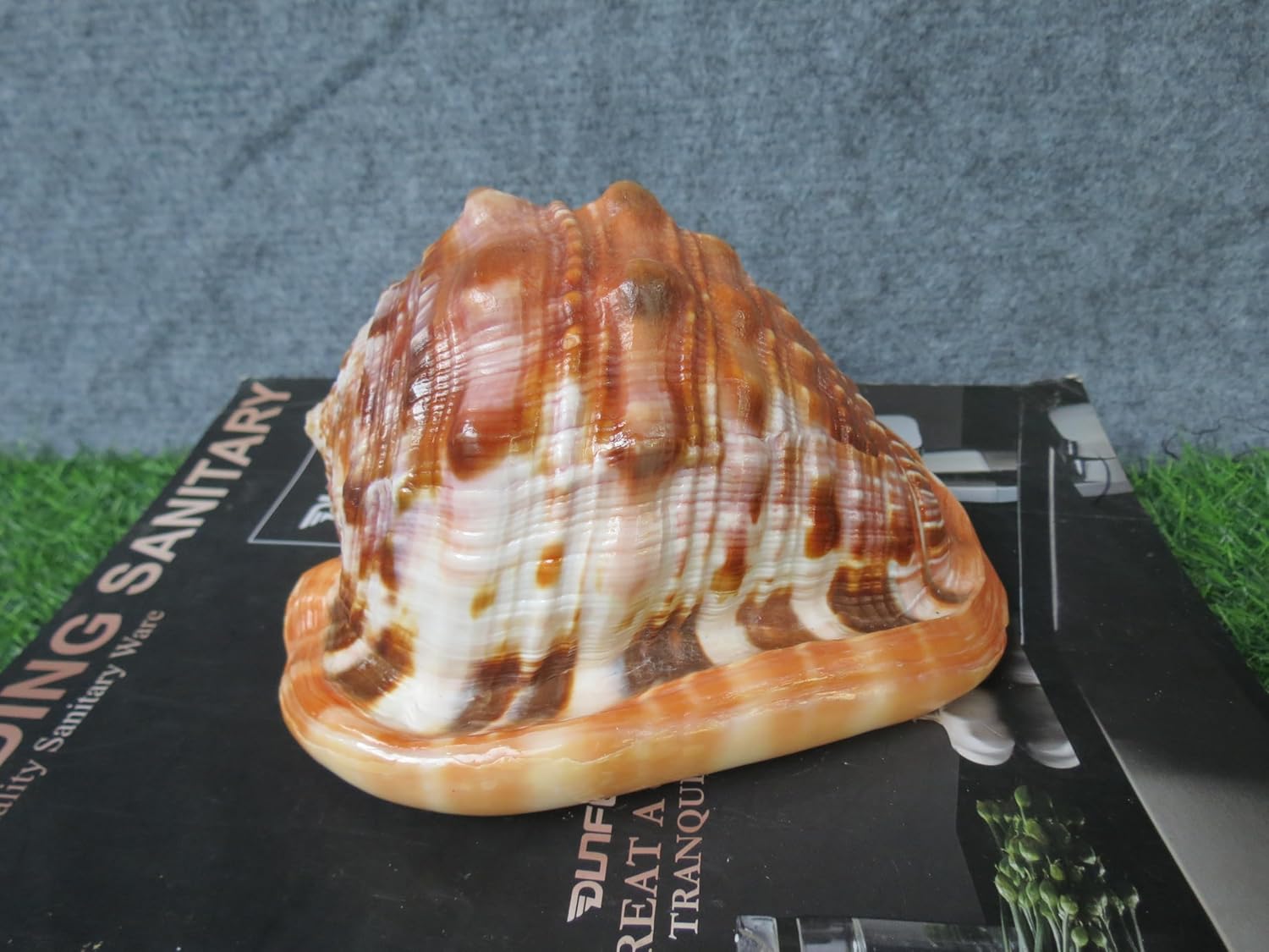 Natural Bull's Mouth Helmet Conch Shell Coral Sea Snail Fish Ornament Tank Adorn, Lovely Big Sea Shell for Home Decoration, Aquarium Decoration (1 Piece, 5.91 Inches)
