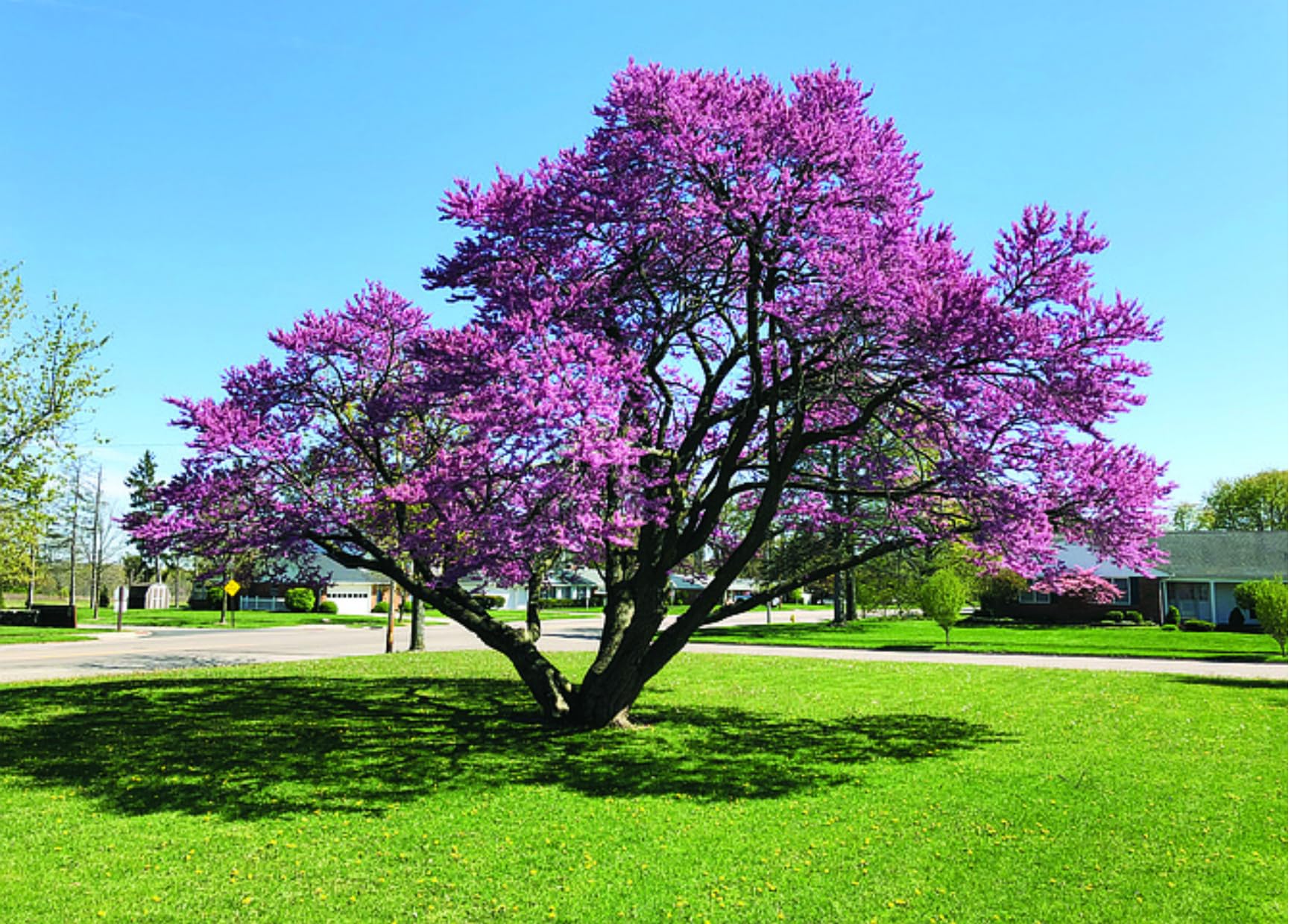Redbud Plants Live Trees Cold Hardy in Pot, 6 Inc to 1 Ft Redbud Tree Live Plant Seedlings, Early Spring Blooms, Purple Flowers Bloom, Red Bud Tree Dormant in Winter