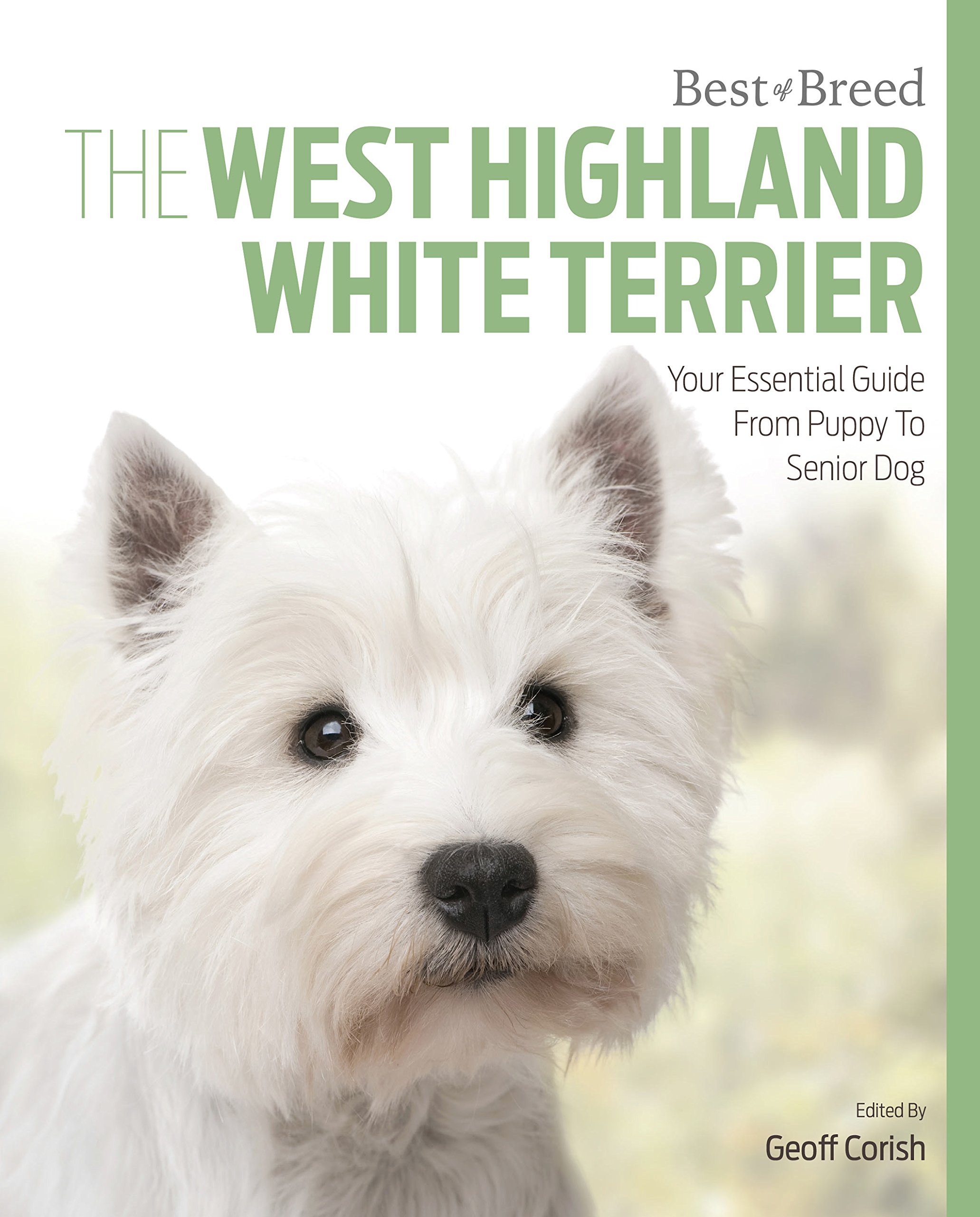 West Highland White Terrier: Best of Breed