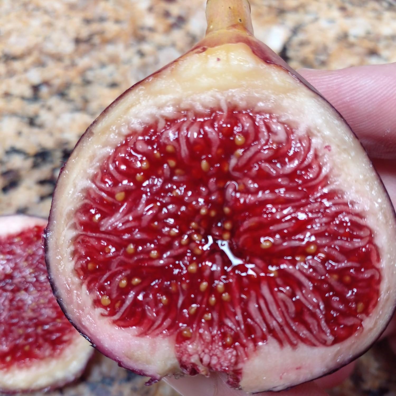 Martinenca Rimada Fig Tree - 2 Cuttings - Tasty Varigated Purple Striped Figs