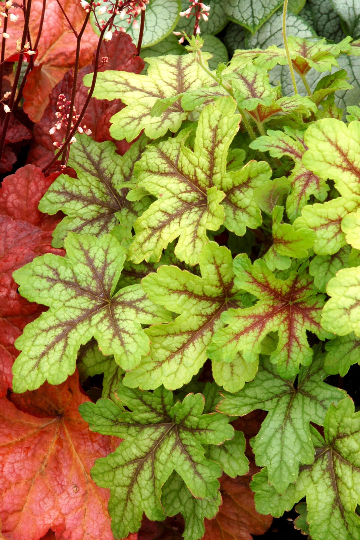 Stauden Gänge 10 x Heucherella Hybride 'Alabama Sunrise' winterhart