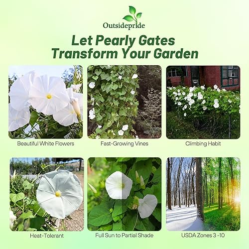 Miniatura 2 de Outsidepride 500 Semillas Anuales Ipomoea Tricolor Morning Glory Puertas nacaradas Escaladas Semillas de flores de vid para plantar