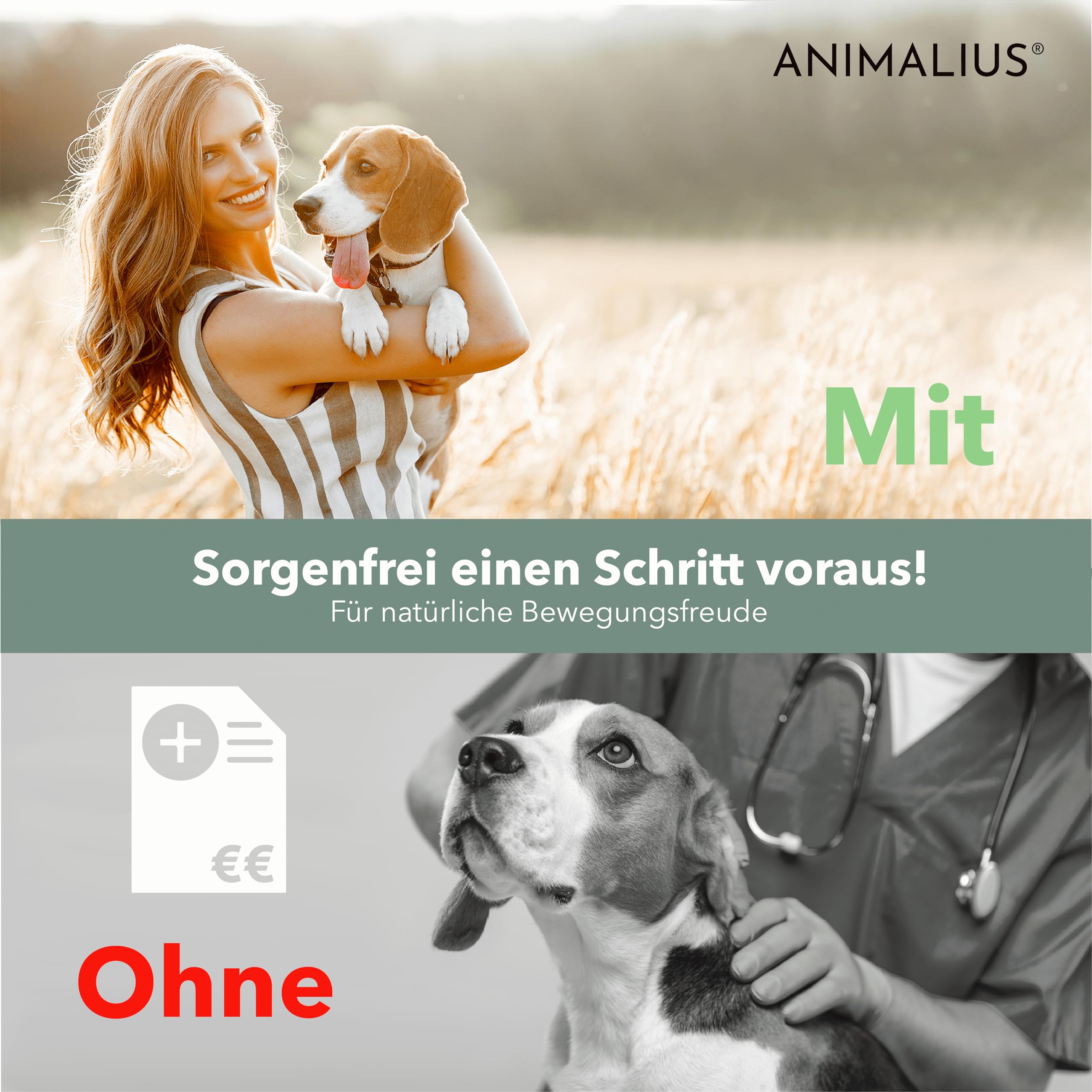 Lot de 120 comprimés articulaires pour chiens extra petits [pour toutes les races de chiens] – Avec moule à orles verts, MSM et griffe du diable – Comprimés pour chiens testés pour les os