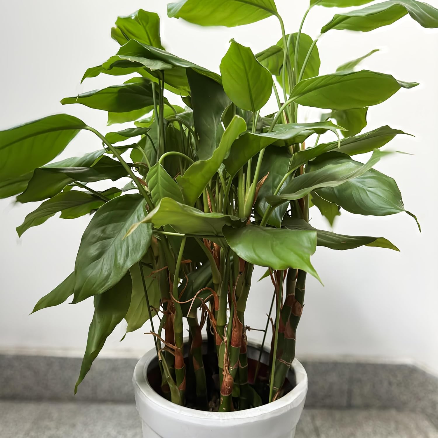 3 Pack Garden Stakes Plant Support Cage, Plant Support Rings for Outdoor Indoor Peony Tomato Rose Flowers Potted Plants (10" W x 17" H) - Image 3