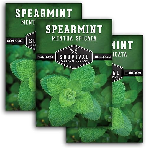 Survival Garden Seeds - 3 paquetes de semillas de menta verde para plantar - Mentha Spicata con instrucciones para plantar deliciosas hierbas y