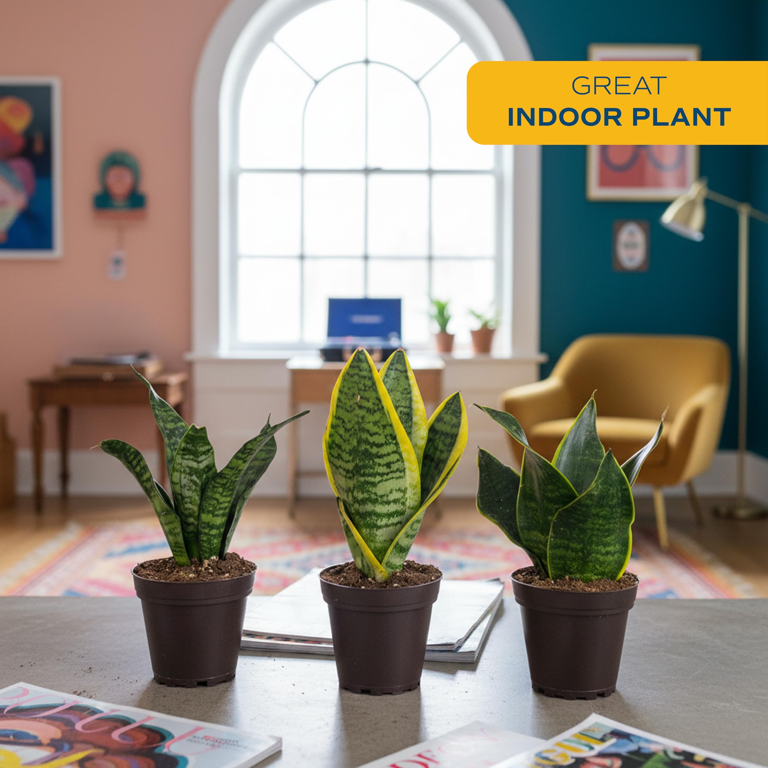 golden pothos plants Golden Pothos For Sale | Indoor Plants