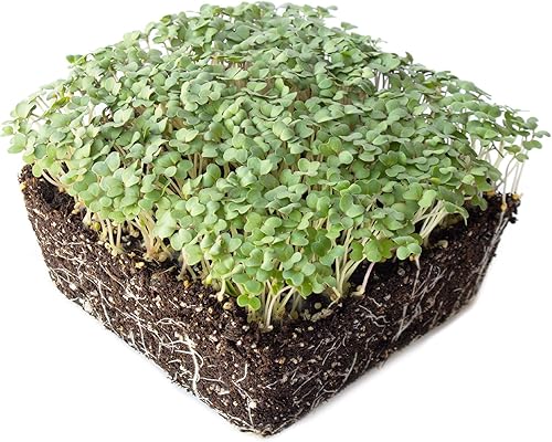 Miniatura 3 de Semillas de microgreens de mostaza amarilla, 4 onzas,  48,000 semillas, sin OMG, sabor a mostaza suave, micro verduras y hojas de bebé