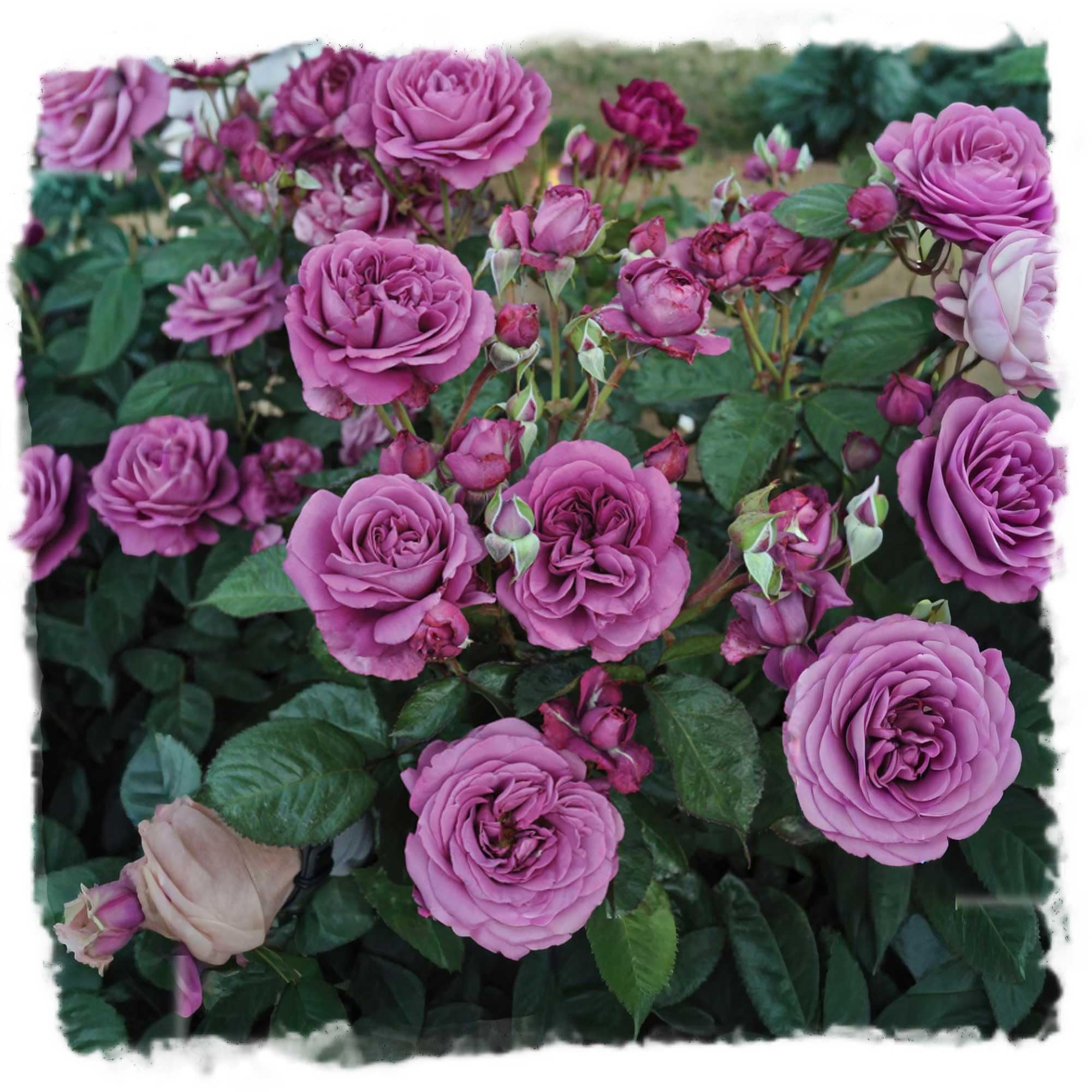 Plum Perfect Rose Stargazer