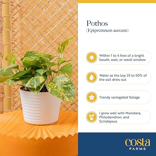 Miniatura 6 de Costa Farms Planta Live Pothos, hiedra del diablo surtida en maceta decorativa, fácil de mantener, planta de interior purificadora de aire,