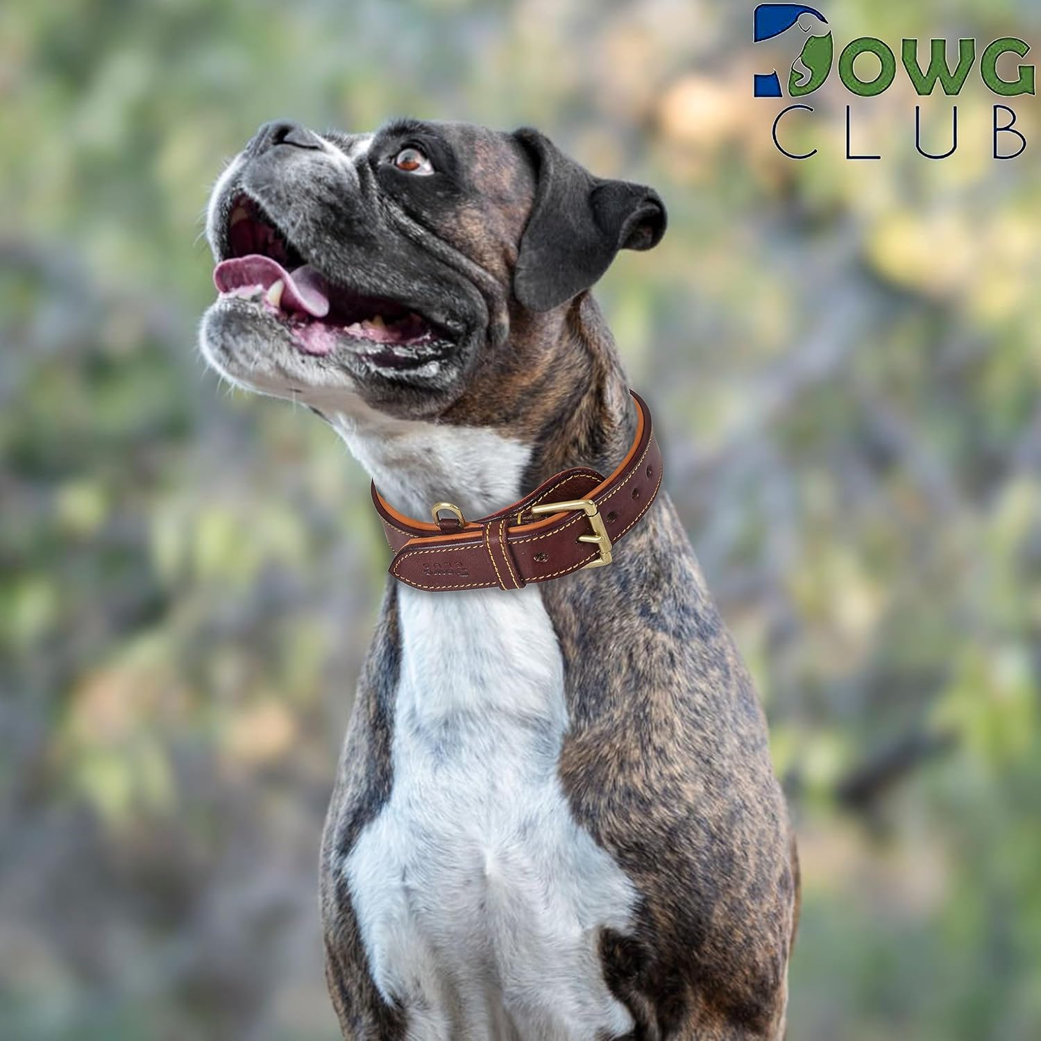 Genuine Leather Dog Collar – Full Grain, Breathable Inner Padding, Padded Buckle – Heavy Duty, Adjustable for Small, Medium, Large & XL Breeds (Dark Brown, M (Fit Neck Size 14.5"-18.5"))