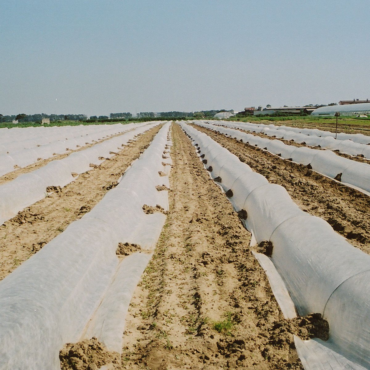 STI Plandeka termoizolacyjna 50 gr TNT ochrona przed zamarzaniem roślin, warzywa, drzewo, tkanina, rolka, 4 x 100 m, biały monopod
