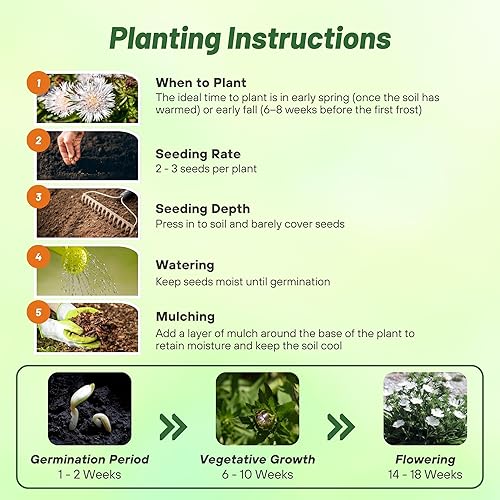 Miniatura 4 de Outsidepride White Star Stokesia Seeds - 50 unidades. Perenne, compacta, fácil de cultivar y tolerante a la sequía, semillas de flores para plantar