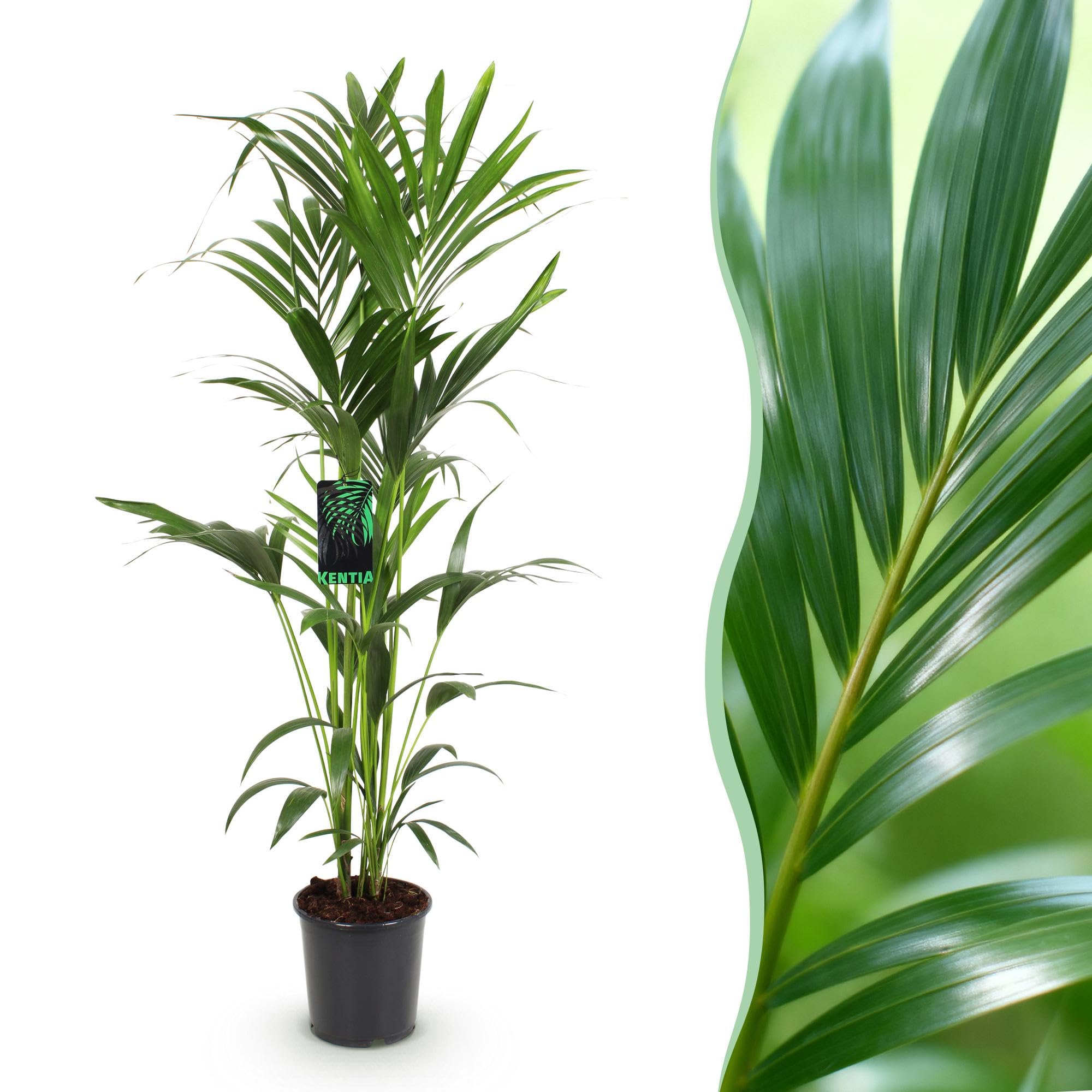 Green boutiQ - Plante d'intérieur - Howea Forsteriana - Palmier Kentia - Peu d'entretien - Vert - 1 plante - Pot 24cm - Hauteur 140-150cm