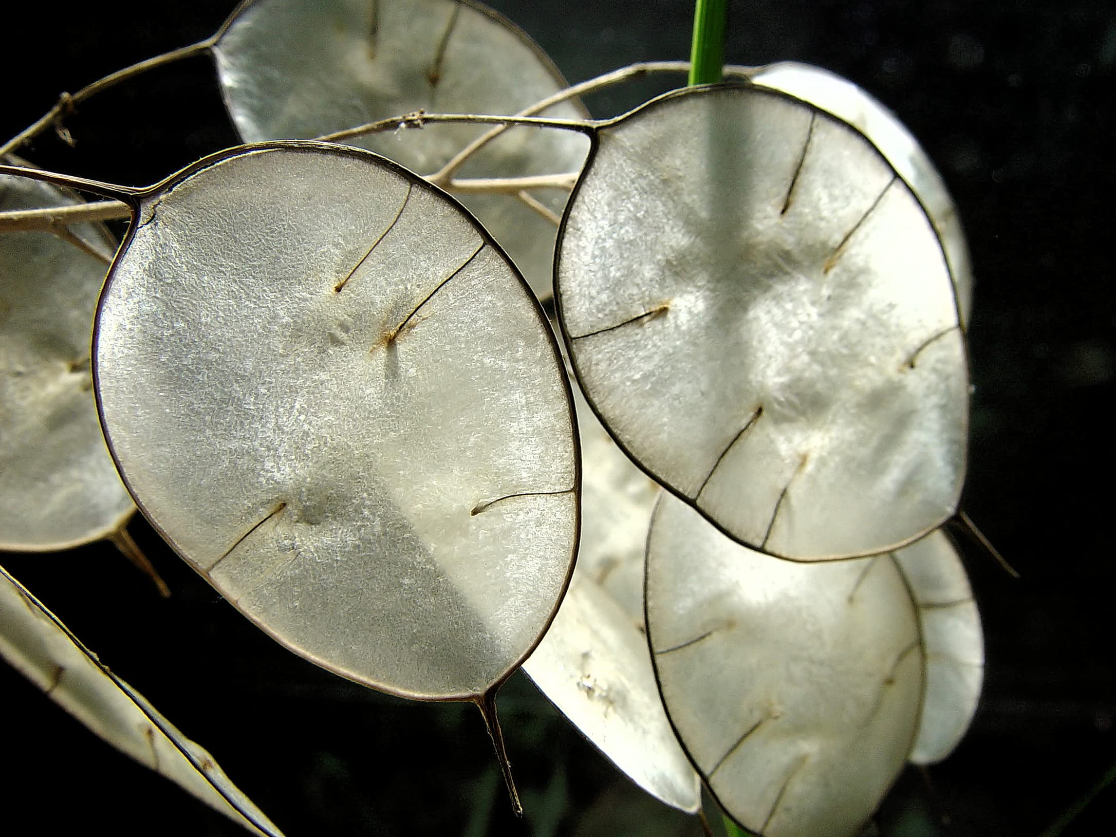 Amazon.com : Money Plant Seeds for Planting - 50 Seeds - Lunaria Biennis -  Honesty Plant, Grow Silver Dollars : Patio, Lawn & Garden