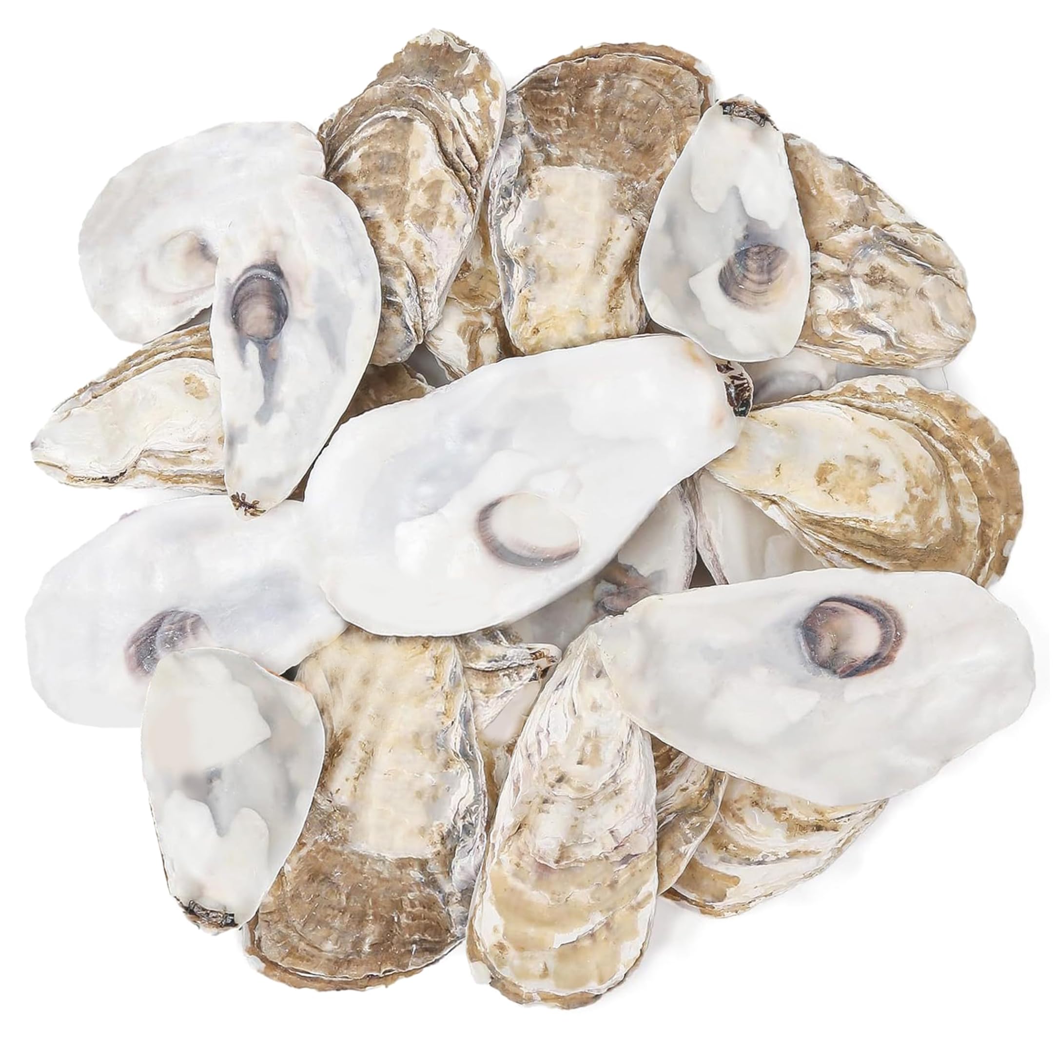 Striegro Oyster Shells For Crafts, 20pcs Large Oyster Shells For Crafts, Natural Flat & Concave Sea Diy, Decor, 3.94-5.51 Inch..