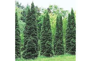 20 Thuja Green Giant Arborvitae Trees - Sustainability and Vibrancy for Your Landscaping