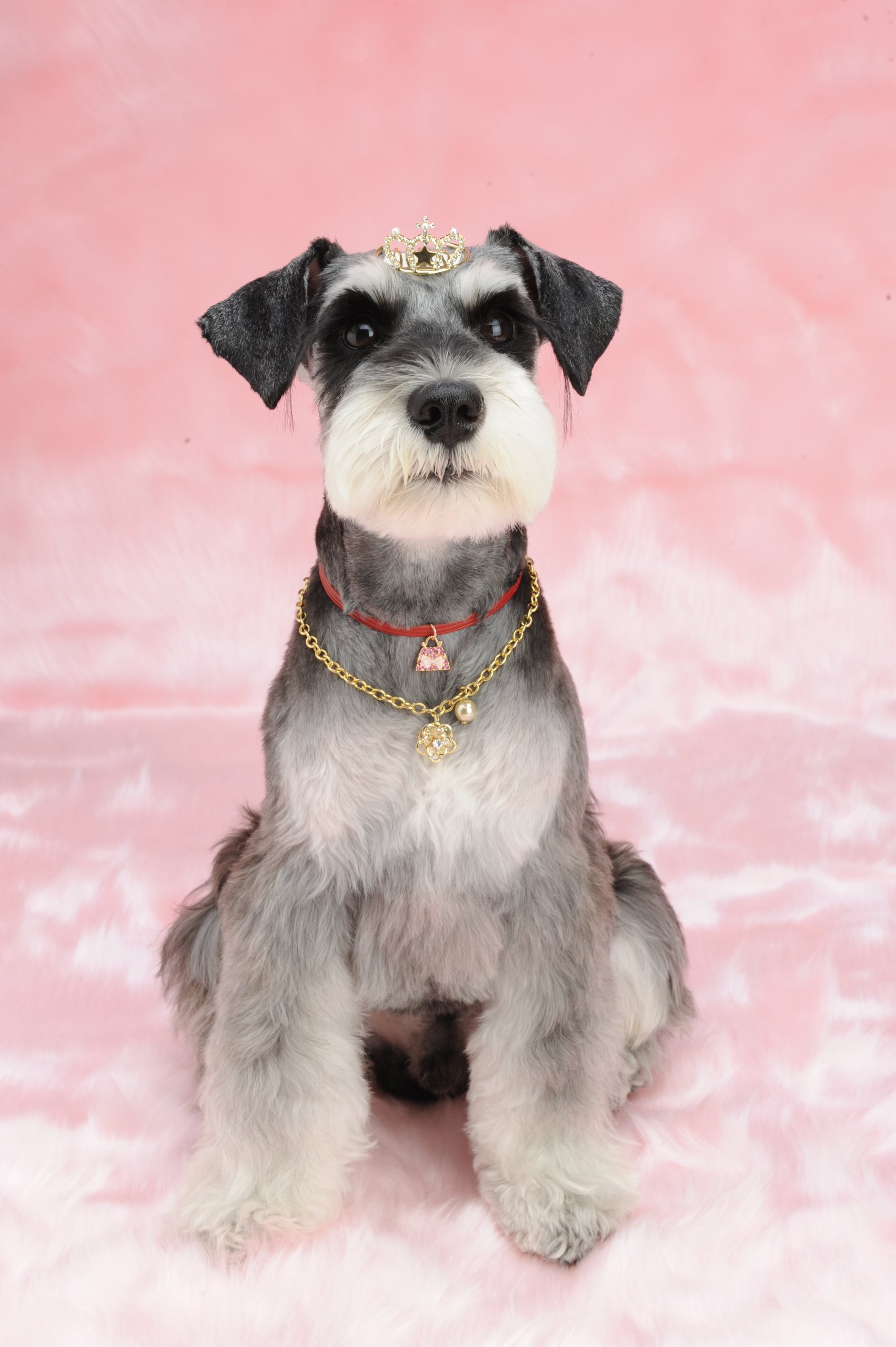 Amazon.co.jp: シェイク (Shake) 犬用アクセサリー リボンバッグ