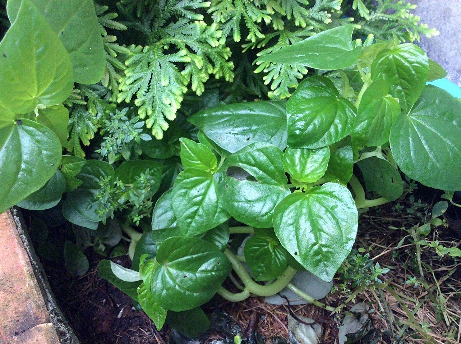 Germinazione I Semi: 100 Semi di Pandit-pansitan peperomia pellucida, Brillante Bush, Peperomia pellucida