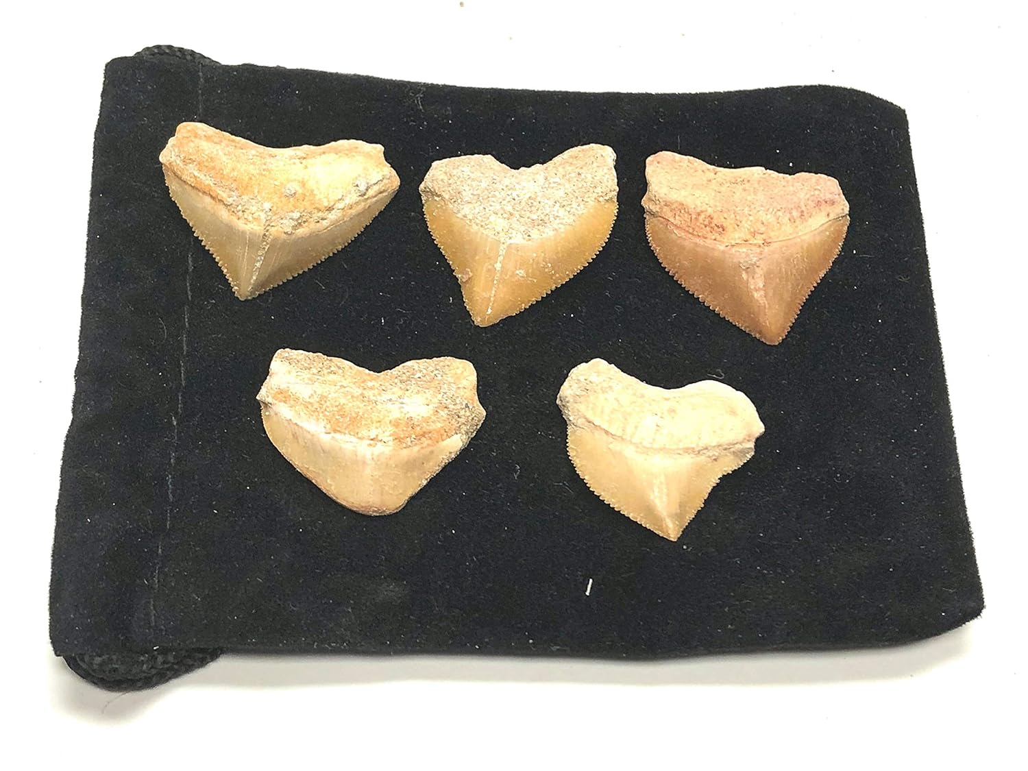 Corax Shark Teeth Squalicorax Fossil Tooth 1" (5)
