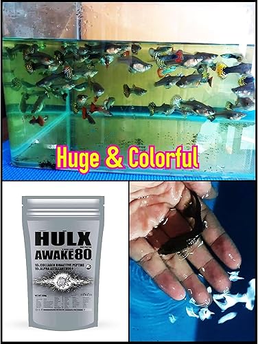 Miniatura 6 de HULX Awake Goldfish - Alimento hundido para un gran aumento de peso muscular y masivo, suero mezclado con alto contenido de proteínas, 60% para el