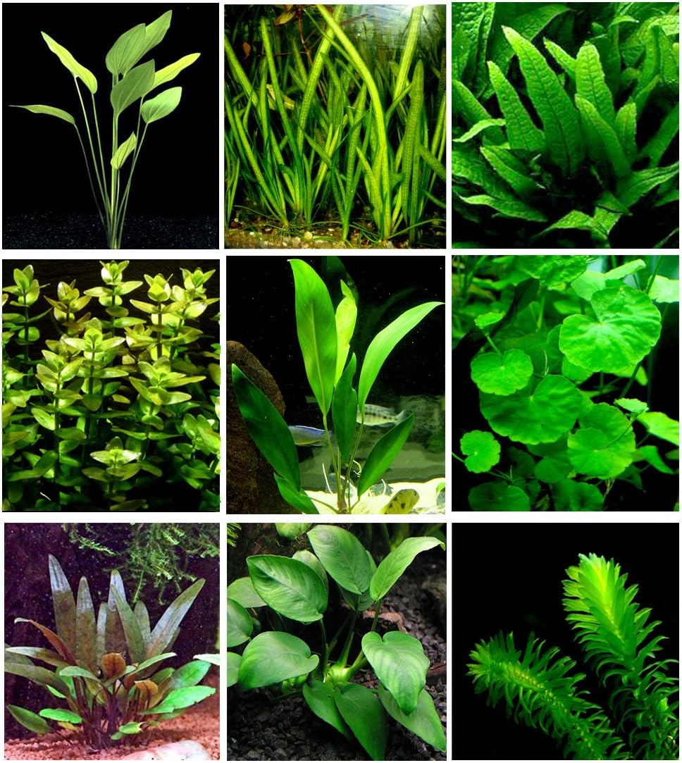 25 Live Aquarium Plants/9 Different Kinds - Amazon Swords, Anubias, Java Fern, Ludwigia and much more! Great plant sampler for 10-15 gal tanks!