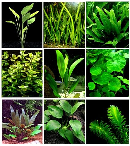 25 plantas de acuario vivas/9 tipos diferentes: espadas amazónicas, anubias, helecho de Java