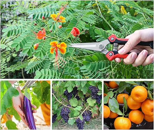 Miniatura 7 de Housolution Tijeras de podar para el Día del Padre, tijeras de podar de mano de acero inoxidable ultra afiladas, multiusos, para jardín, cosechar