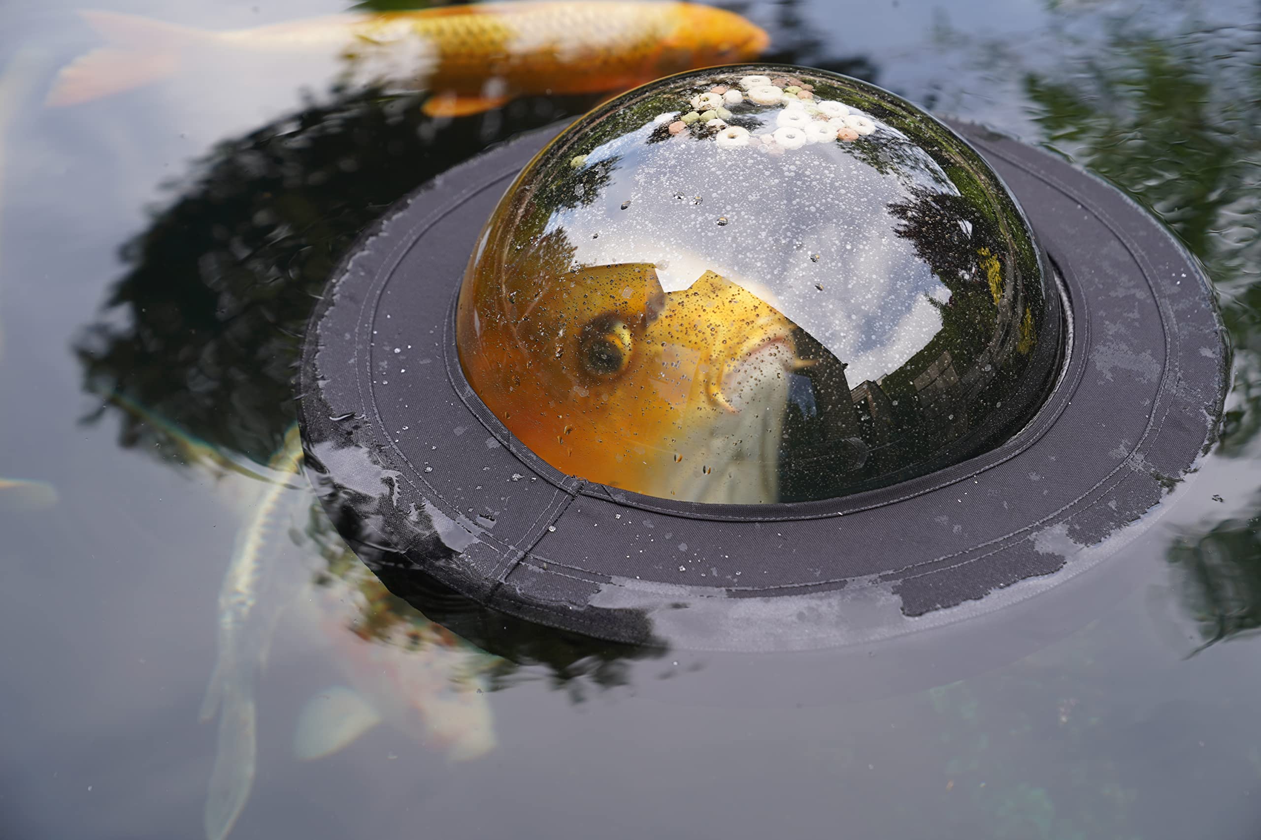 Velda 123503 Plexiglas-Kuppel zum Beobachten von Teichfischen, Ø 35 cm, Floating Fish Dome M